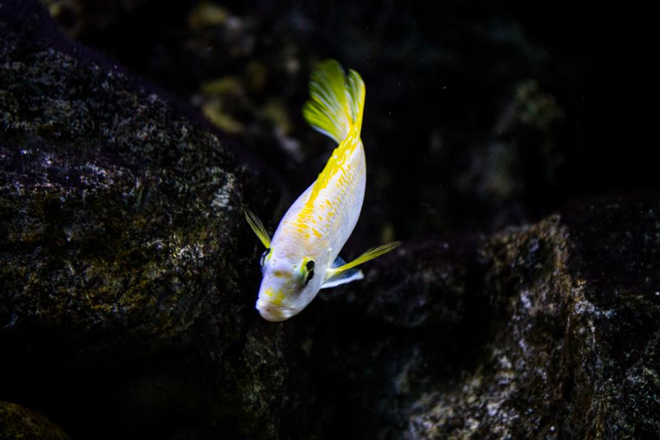 Labidochromis sp. "perlmutt"